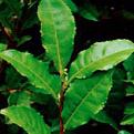 اضغط على الصورة لعرض أكبر. 

الإسم:	greentea-saidaonline.jpg 
مشاهدات:	1000 
الحجم:	27.7 كيلوبايت 
الهوية:	844489