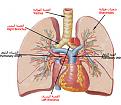 اضغط على الصورة لعرض أكبر. 

الإسم:	lung2jn9.jpg 
مشاهدات:	1403 
الحجم:	64.2 كيلوبايت 
الهوية:	844598
