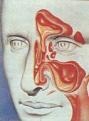 اضغط على الصورة لعرض أكبر. 

الإسم:	sinuses1[1].jpg 
مشاهدات:	1109 
الحجم:	6.5 كيلوبايت 
الهوية:	844871