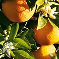 اضغط على الصورة لعرض أكبر. 

الإسم:	washington-navel-orange-tree.jpg 
مشاهدات:	1403 
الحجم:	29.6 كيلوبايت 
الهوية:	845071