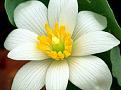 اضغط على الصورة لعرض أكبر. 

الإسم:	Flowers008.jpg 
مشاهدات:	1202 
الحجم:	70.7 كيلوبايت 
الهوية:	845073