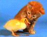112827.gif