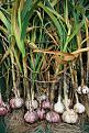 اضغط على الصورة لعرض أكبر. 

الإسم:	garlic.jpg 
مشاهدات:	3253 
الحجم:	142.0 كيلوبايت 
الهوية:	845151