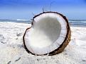 اضغط على الصورة لعرض أكبر. 

الإسم:	CoconutonBeach.jpg 
مشاهدات:	1034 
الحجم:	30.5 كيلوبايت 
الهوية:	845153