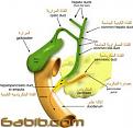 اضغط على الصورة لعرض أكبر. 

الإسم:	hhhhhhhhhhhhhh.jpg 
مشاهدات:	4157 
الحجم:	8.7 كيلوبايت 
الهوية:	845192