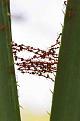 اضغط على الصورة لعرض أكبر. 

الإسم:	ant_bridge_02.jpg 
مشاهدات:	1993 
الحجم:	17.4 كيلوبايت 
الهوية:	848063