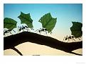 اضغط على الصورة لعرض أكبر. 

الإسم:	Ants leaf.jpg 
مشاهدات:	2016 
الحجم:	19.8 كيلوبايت 
الهوية:	848066