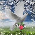 اضغط على الصورة لعرض أكبر. 

الإسم:	416790_268959439848165_100002023347703_602913_997636813_n[1].jpg 
مشاهدات:	4216 
الحجم:	32.6 كيلوبايت 
الهوية:	856208
