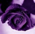 اضغط على الصورة لعرض أكبر. 

الإسم:	images (33).jpg 
مشاهدات:	1046 
الحجم:	6.2 كيلوبايت 
الهوية:	856264
