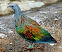 اضغط على الصورة لعرض أكبر. 

الإسم:	colorful-rainbow-animals-71__880.jpg 
مشاهدات:	3300 
الحجم:	185.0 كيلوبايت 
الهوية:	856306