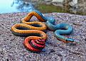 اضغط على الصورة لعرض أكبر. 

الإسم:	colorful-snakes-adders-vipers-61__880.jpg 
مشاهدات:	2702 
الحجم:	170.7 كيلوبايت 
الهوية:	856308