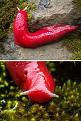 اضغط على الصورة لعرض أكبر. 

الإسم:	unusual-colored-animals-13__700-1.jpg 
مشاهدات:	2747 
الحجم:	261.2 كيلوبايت 
الهوية:	856311