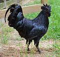 اضغط على الصورة لعرض أكبر. 

الإسم:	unusual-colored-animals-15-11__700.jpg 
مشاهدات:	2778 
الحجم:	142.3 كيلوبايت 
الهوية:	856312