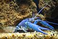 اضغط على الصورة لعرض أكبر. 

الإسم:	unusual-colored-animals-41__700.jpg 
مشاهدات:	2660 
الحجم:	84.0 كيلوبايت 
الهوية:	856313