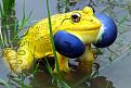 اضغط على الصورة لعرض أكبر. 

الإسم:	unusual-colored-animals-61__700.jpg 
مشاهدات:	2704 
الحجم:	71.9 كيلوبايت 
الهوية:	856314