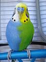 اضغط على الصورة لعرض أكبر. 

الإسم:	unusual-colored-animals-81__700.jpg 
مشاهدات:	2730 
الحجم:	92.7 كيلوبايت 
الهوية:	856315