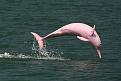 اضغط على الصورة لعرض أكبر. 

الإسم:	unusual-colored-animals-101__700.jpg 
مشاهدات:	2745 
الحجم:	62.2 كيلوبايت 
الهوية:	856317