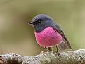اضغط على الصورة لعرض أكبر. 

الإسم:	unusual-colored-animals-141__700.jpg 
مشاهدات:	2747 
الحجم:	65.2 كيلوبايت 
الهوية:	856318