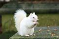 اضغط على الصورة لعرض أكبر. 

الإسم:	unusual-colored-animals-161__700.jpg 
مشاهدات:	2674 
الحجم:	51.8 كيلوبايت 
الهوية:	856319