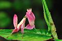اضغط على الصورة لعرض أكبر. 

الإسم:	unusual-colored-animals-181__700.jpg 
مشاهدات:	2677 
الحجم:	66.9 كيلوبايت 
الهوية:	856321