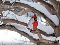 اضغط على الصورة لعرض أكبر. 

الإسم:	unusual-colored-animals-191__700.jpg 
مشاهدات:	2678 
الحجم:	71.2 كيلوبايت 
الهوية:	856322