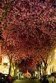 اضغط على الصورة لعرض أكبر. 

الإسم:	amazing-tree-tunnels-1.jpg 
مشاهدات:	2363 
الحجم:	332.5 كيلوبايت 
الهوية:	856332