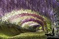 اضغط على الصورة لعرض أكبر. 

الإسم:	amazing-tree-tunnels-3-1.jpg 
مشاهدات:	2169 
الحجم:	161.9 كيلوبايت 
الهوية:	856334