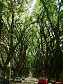 اضغط على الصورة لعرض أكبر. 

الإسم:	amazing-tree-tunnels-4-1.jpg 
مشاهدات:	2107 
الحجم:	316.6 كيلوبايت 
الهوية:	856335