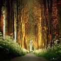 اضغط على الصورة لعرض أكبر. 

الإسم:	amazing-tree-tunnels-7.jpg 
مشاهدات:	2138 
الحجم:	205.8 كيلوبايت 
الهوية:	856338