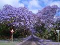 اضغط على الصورة لعرض أكبر. 

الإسم:	amazing-tree-tunnels-16.jpg 
مشاهدات:	2177 
الحجم:	165.3 كيلوبايت 
الهوية:	856345