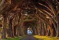 اضغط على الصورة لعرض أكبر. 

الإسم:	amazing-tree-tunnels-20.jpg 
مشاهدات:	2502 
الحجم:	151.2 كيلوبايت 
الهوية:	856348