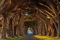 اضغط على الصورة لعرض أكبر. 

الإسم:	amazing-tree-tunnels-20.jpg 
مشاهدات:	2468 
الحجم:	151.2 كيلوبايت 
الهوية:	856348