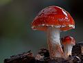 اضغط على الصورة لعرض أكبر. 

الإسم:	2 (31).jpg 
مشاهدات:	1517 
الحجم:	104.6 كيلوبايت 
الهوية:	856409