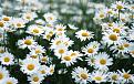 اضغط على الصورة لعرض أكبر. 

الإسم:	Daisy-Flower-Wallpapers-1-3.jpg 
مشاهدات:	2656 
الحجم:	269.1 كيلوبايت 
الهوية:	857520