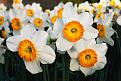 اضغط على الصورة لعرض أكبر. 

الإسم:	White-Daffodils-646x970.jpg 
مشاهدات:	1934 
الحجم:	136.3 كيلوبايت 
الهوية:	857523