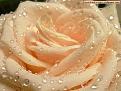 اضغط على الصورة لعرض أكبر. 

الإسم:	flower-wallpaper-pink-rose.jpg 
مشاهدات:	3321 
الحجم:	50.9 كيلوبايت 
الهوية:	857524