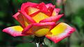 اضغط على الصورة لعرض أكبر. 

الإسم:	1177.pink-rose-hd-wallpaper-flower.jpg 
مشاهدات:	1057 
الحجم:	228.8 كيلوبايت 
الهوية:	857732