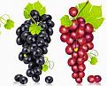 اضغط على الصورة لعرض أكبر. 

الإسم:	Grapes-and-Vineyard-Vector.jpg 
مشاهدات:	871 
الحجم:	32.4 كيلوبايت 
الهوية:	857938