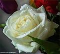 اضغط على الصورة لعرض أكبر. 

الإسم:	11081195_1415213218793213_2770012283611728993_n.jpg 
مشاهدات:	1655 
الحجم:	10.8 كيلوبايت 
الهوية:	859280