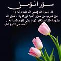 اضغط على الصورة لعرض أكبر. 

الإسم:	pink-tulips-21.jpg 
مشاهدات:	3287 
الحجم:	96.2 كيلوبايت 
الهوية:	859458