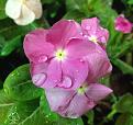 اضغط على الصورة لعرض أكبر. 

الإسم:	Vinca-Rosea-flower.jpg 
مشاهدات:	1445 
الحجم:	319.0 كيلوبايت 
الهوية:	861421