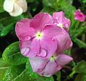 اضغط على الصورة لعرض أكبر. 

الإسم:	Vinca-Rosea-flower.jpg 
مشاهدات:	1322 
الحجم:	319.0 كيلوبايت 
الهوية:	861421