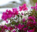اضغط على الصورة لعرض أكبر. 

الإسم:	Bougainvillea-flower.jpg 
مشاهدات:	1076 
الحجم:	560.2 كيلوبايت 
الهوية:	861425
