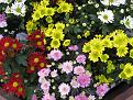 اضغط على الصورة لعرض أكبر. 

الإسم:	chrysanthemum_4309.jpg 
مشاهدات:	1642 
الحجم:	448.6 كيلوبايت 
الهوية:	861443