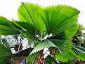 اضغط على الصورة لعرض أكبر. 

الإسم:	Licuala grandis 1a.jpg 
مشاهدات:	1409 
الحجم:	465.3 كيلوبايت 
الهوية:	861509